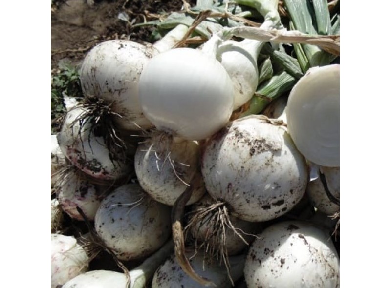 Б'янка F1 10000 насіння білої озимої цибулі, Libra Seeds, Італія